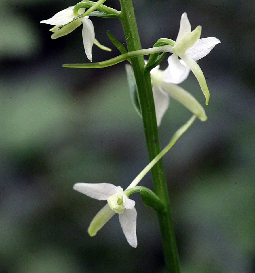 Platanthera bifolia – zweiblättrige weiße Waldhyazinthe